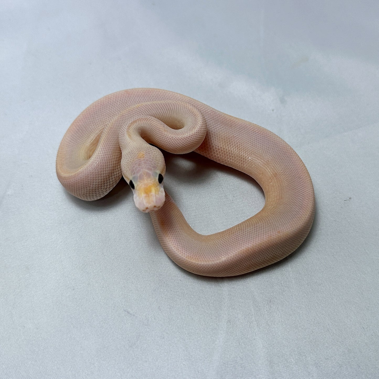 2024 Male Banana Mimosa