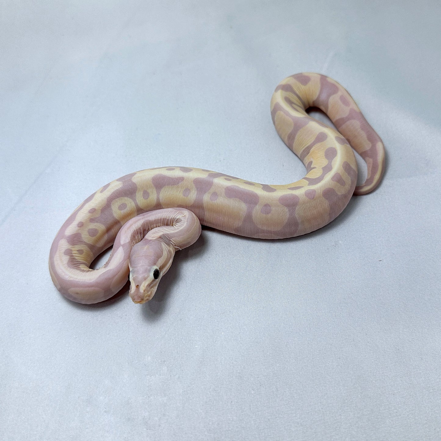 2024 Female Banana Scaleless (Super Microscale)