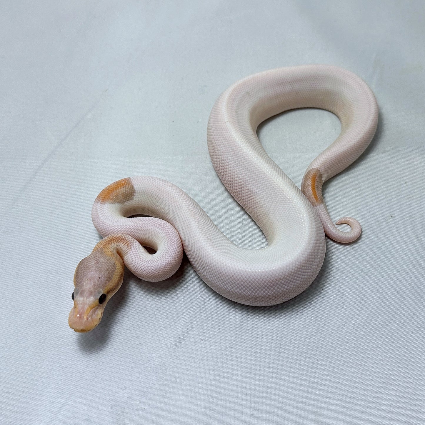 2024 Male Firefly Banana Pied