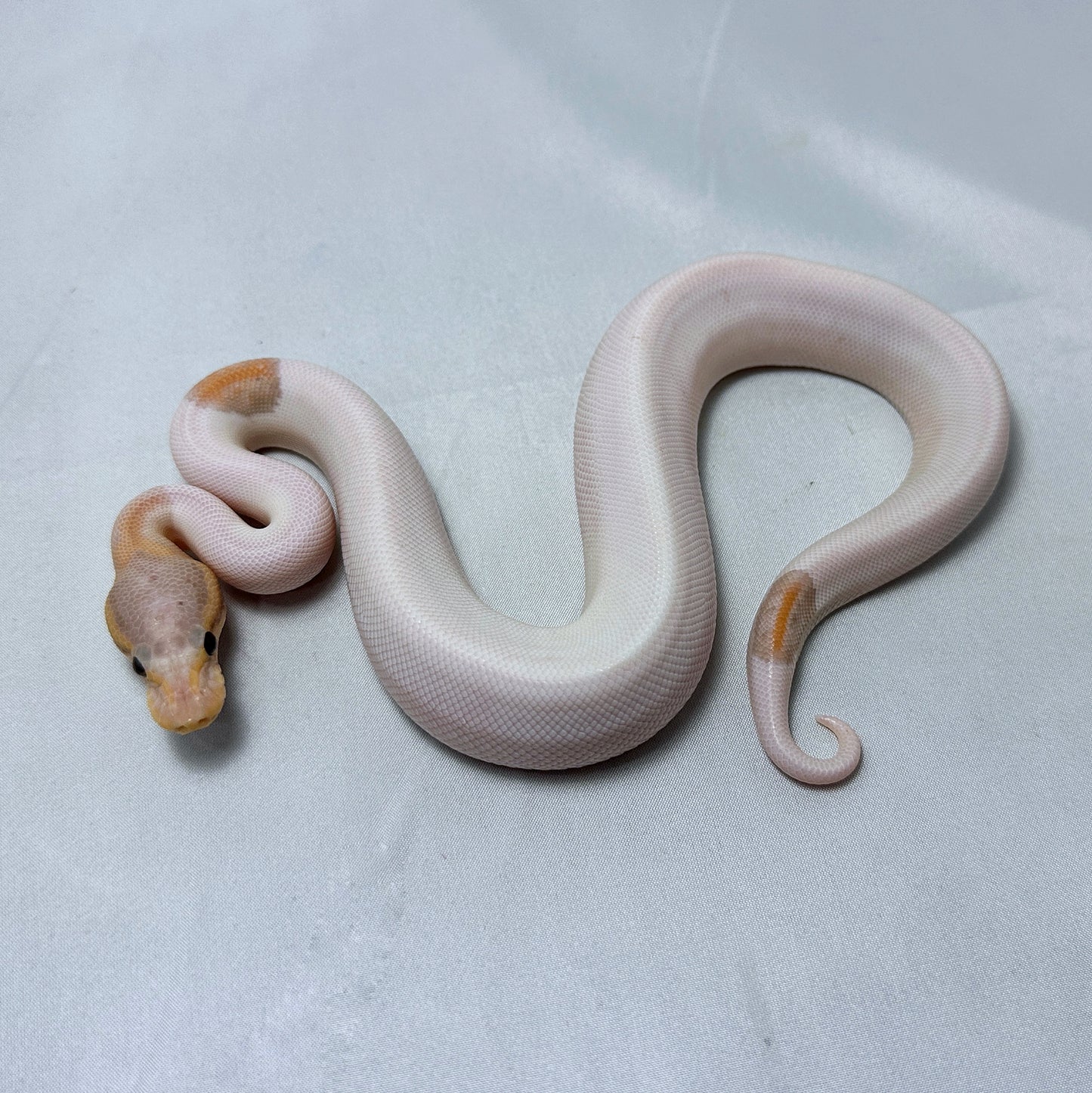 2024 Male Firefly Banana Pied