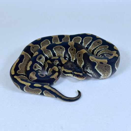 2025 Female TH VPI True Ghost Clown