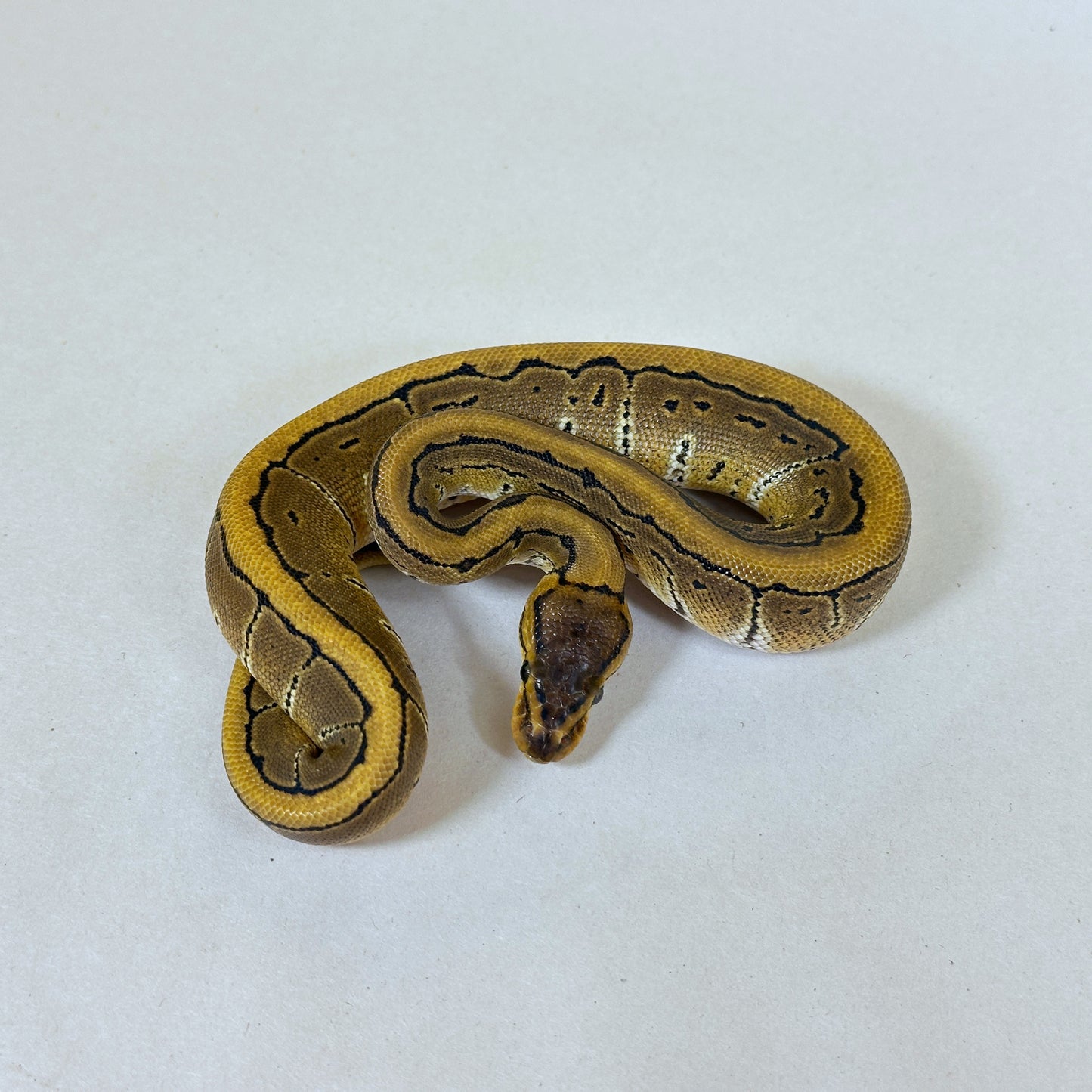 2025 Female Pinstripe TH VPI True Ghost Clown