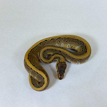 2025 Female Pinstripe TH VPI True Ghost Clown