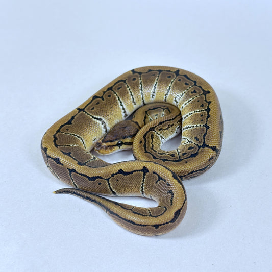 2025 Male Pinstripe TH VPI True Ghost Clown