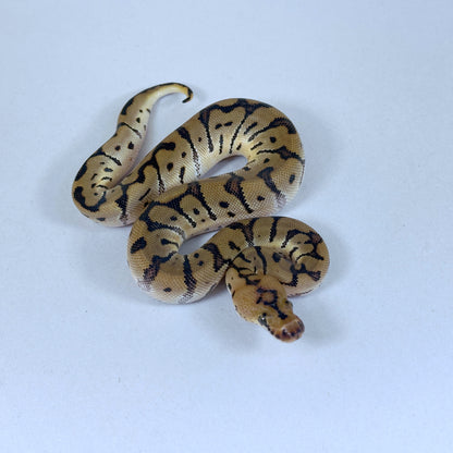 2025 Female Hidden Gene Woma Clown