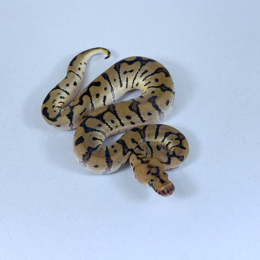2025 Female Hidden Gene Woma Clown