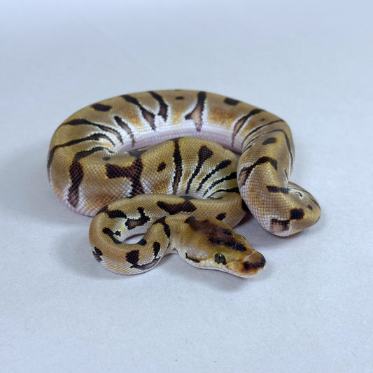 2025 Male HGW Enchi Clown
