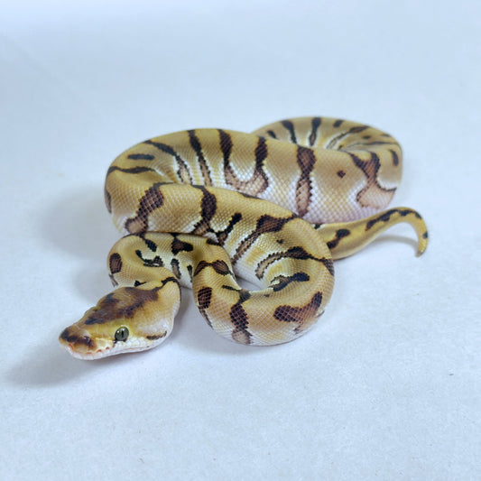 2025 Male HGW Enchi Fire Clown