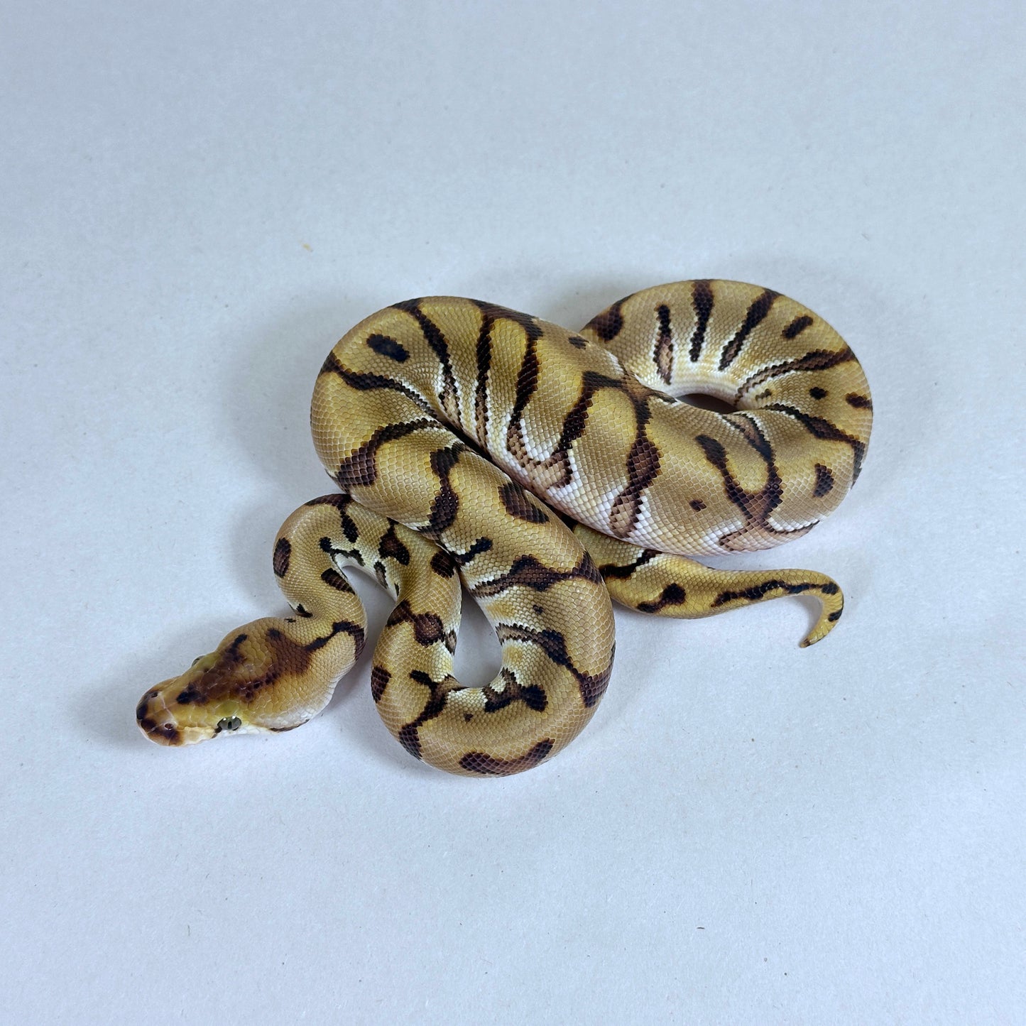 2025 Male HGW Enchi Fire Clown