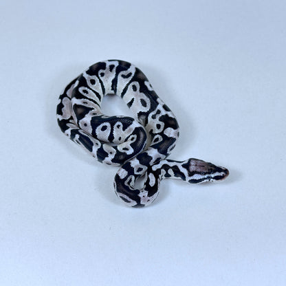 2025 Male Pastel VPI Axanthic het Clown