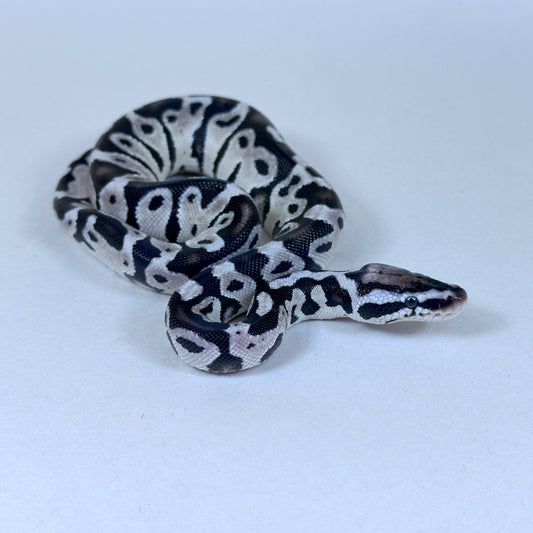 2025 Male Pastel VPI Axanthic het Clown