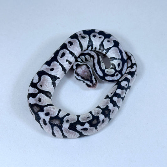 2025 Female Pastel VPI Axanthic het Clown