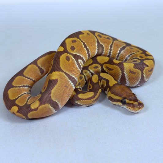 2025 Female Ultramel 50% ph Hypo