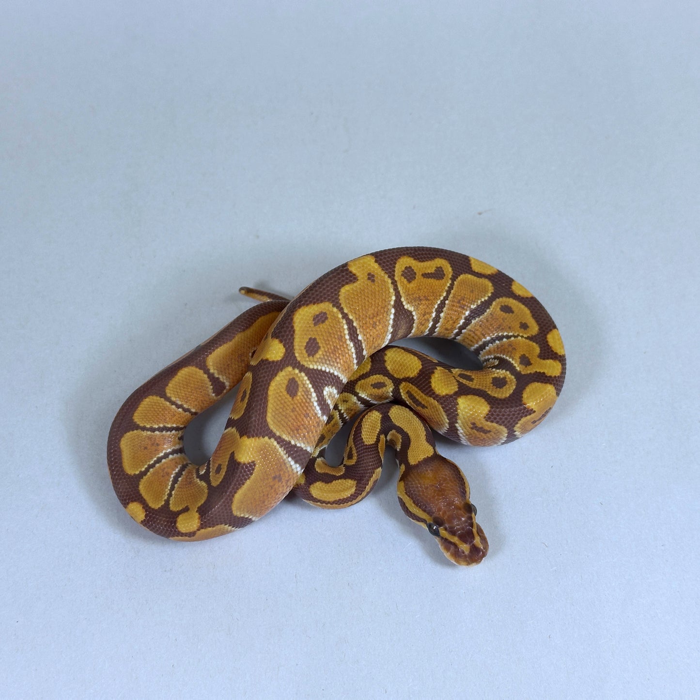 2025 Female Ultramel 50% ph Hypo