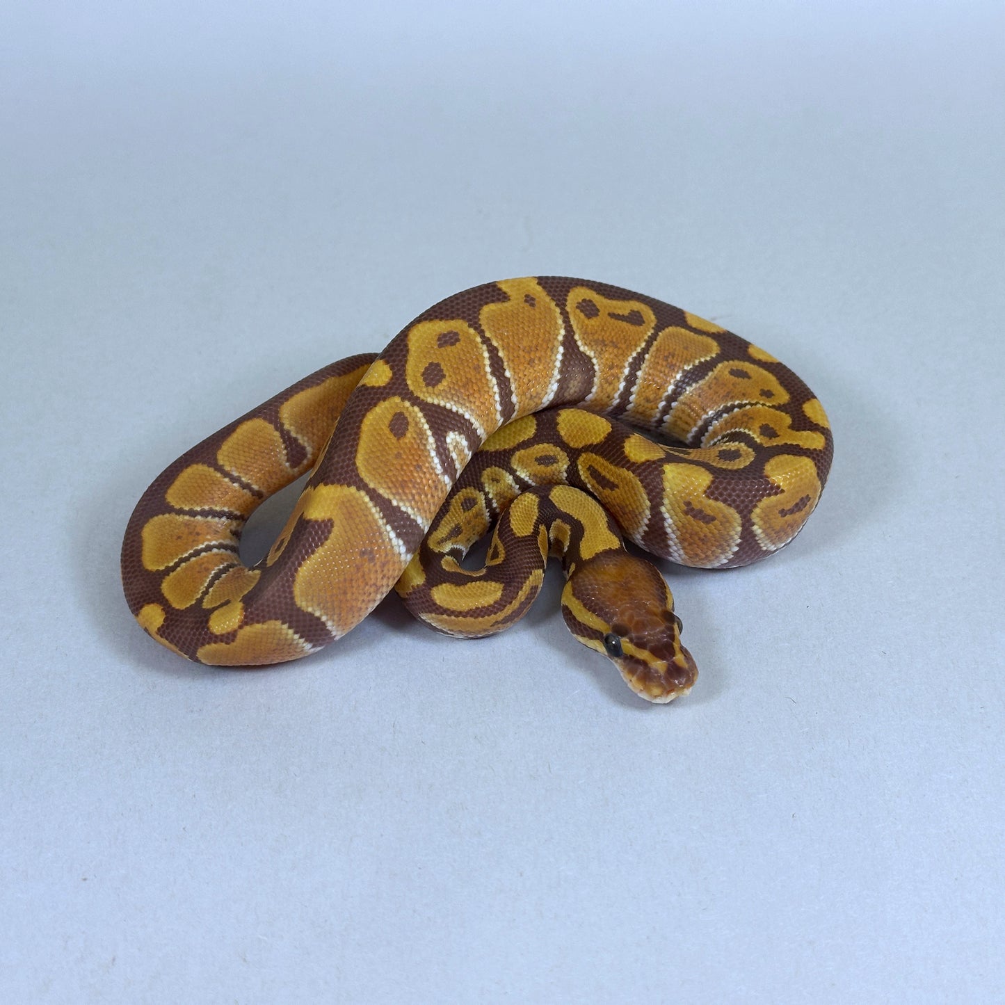 2025 Female Ultramel 50% ph Hypo
