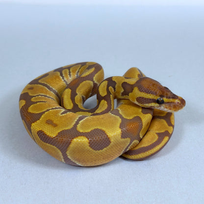 2025 Female Enchi Odium Ultramel 50% ph Hypo