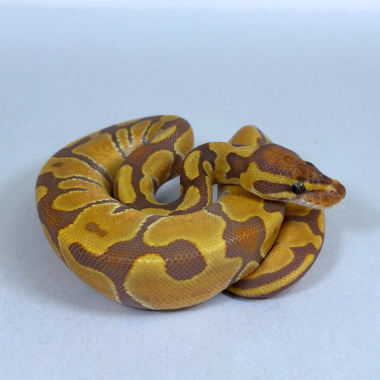 2025 Female Enchi Odium Ultramel 50% ph Hypo