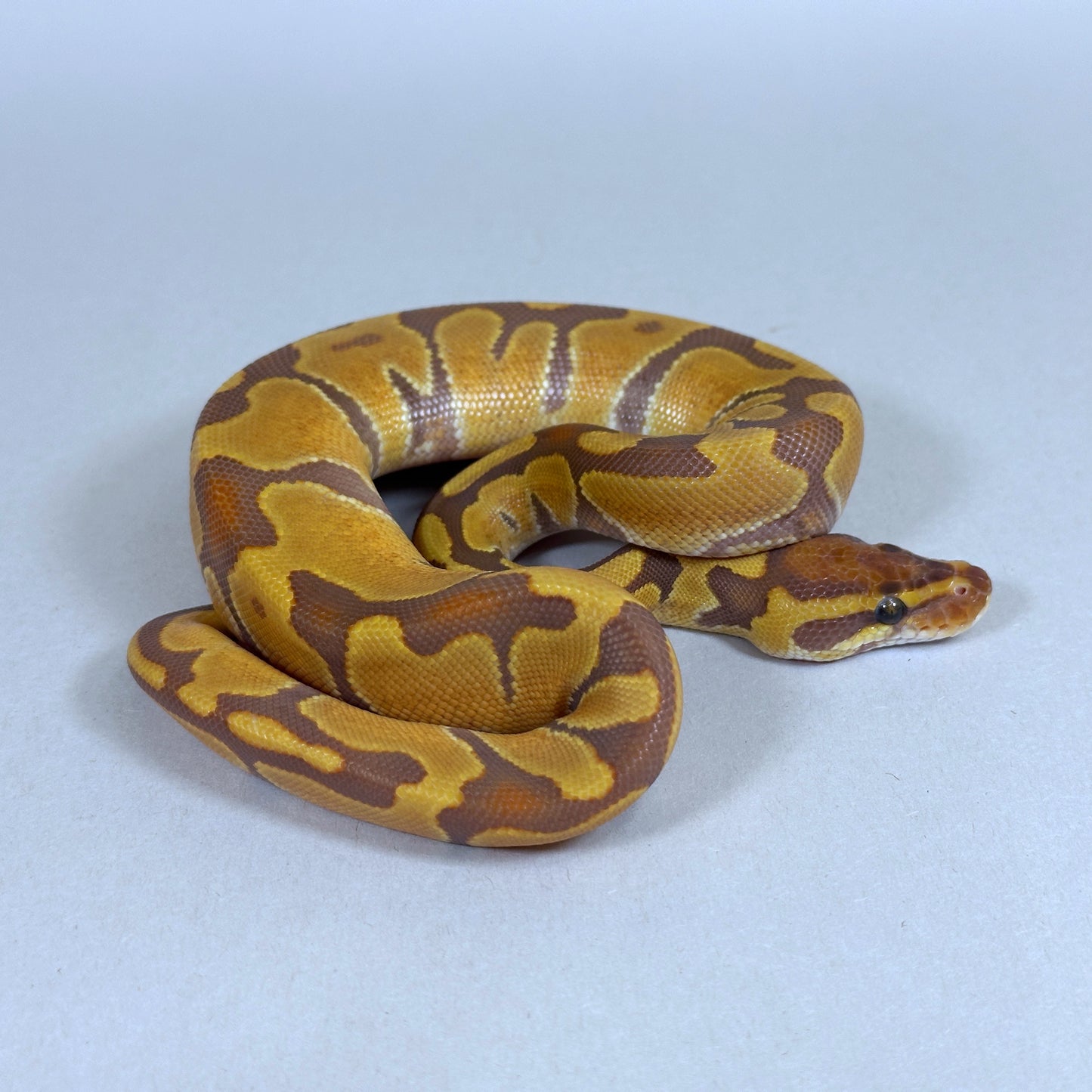 2025 Female Enchi Odium Ultramel 50% ph Hypo