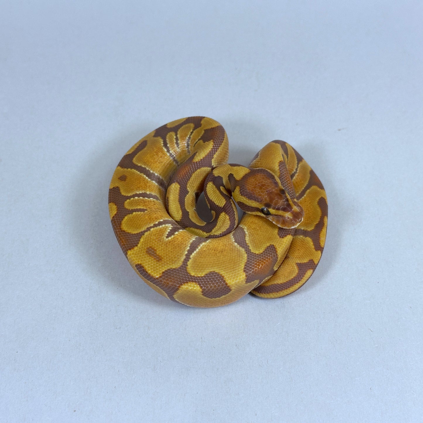 2025 Female Enchi Odium Ultramel 50% ph Hypo