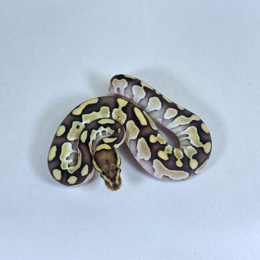 2025 Female Butter 100% QUAD HET VPI Axanthic Hypo DG Clown
