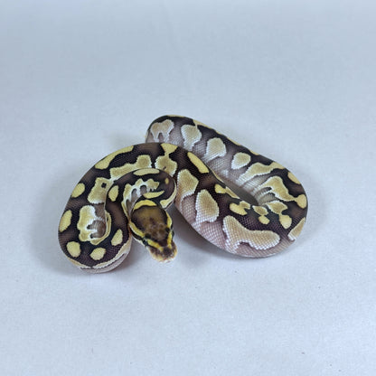 2025 Female Butter 100% QUAD HET VPI Axanthic Hypo DG Clown
