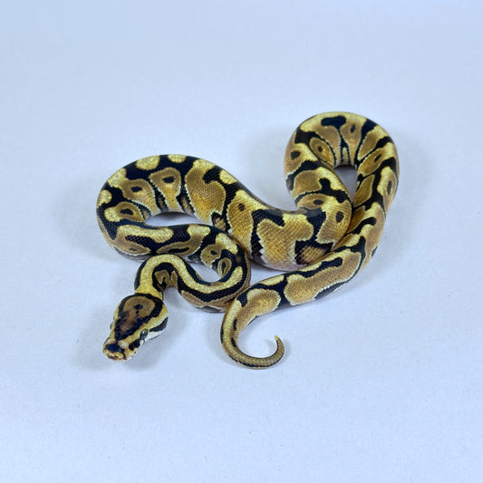 2025 Male Enchi Spotnose pos Red Stripe DH VPI Axanthic Clown