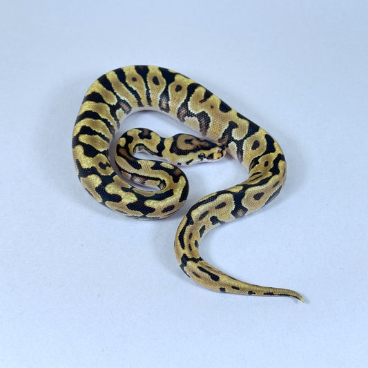 2025 Enchi Spotnose Red Stripe Crypton het VPI Axanthic