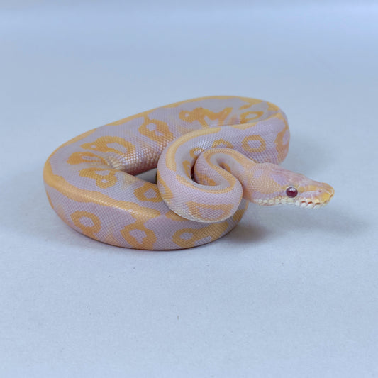 2025 Female Leopard Cinnamon Candy