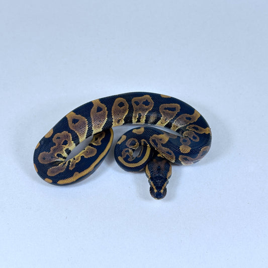 2025 Male Leopard het Candy