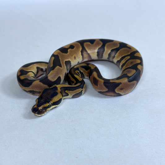 2025 Male Enchi Leopard het Candy