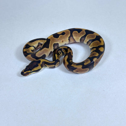 2025 Male Enchi Leopard het Candy