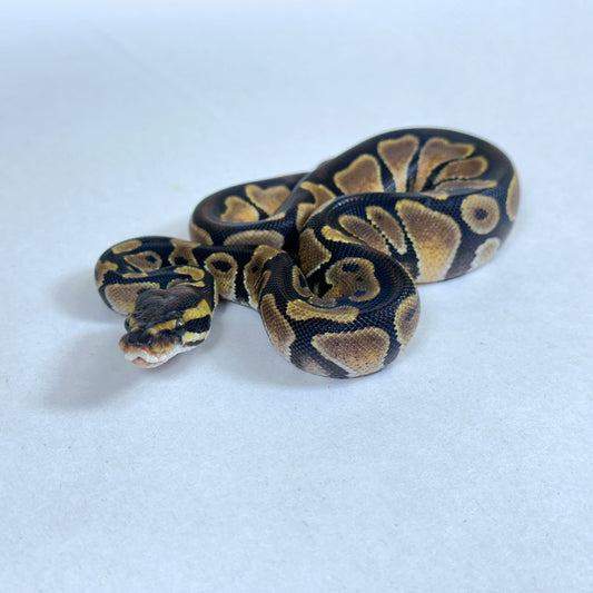 2025 Female DARK Enchi het Candy