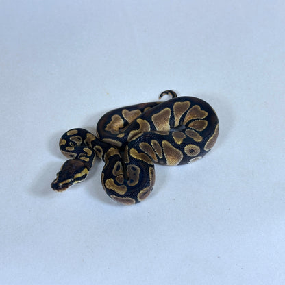 2025 Female DARK Enchi het Candy