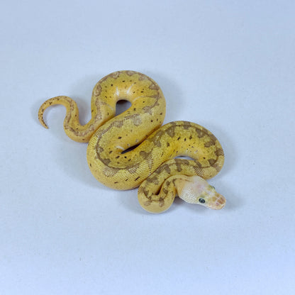 2025 Female Lemon Blast Yellow Belly Clown het Desert Ghost