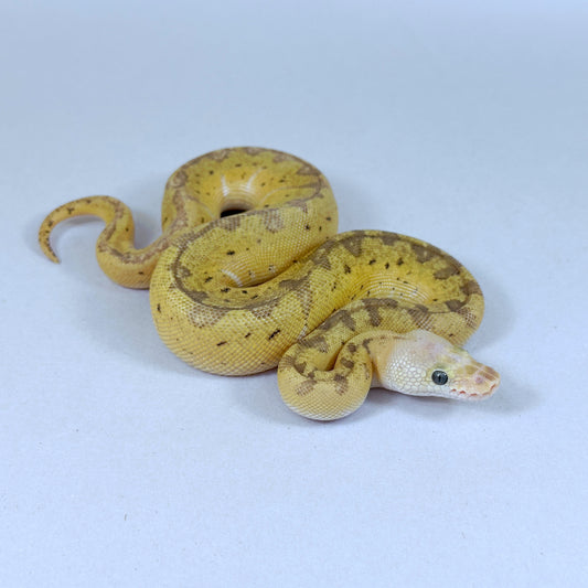 2025 Female Lemon Blast Yellow Belly Clown het Desert Ghost