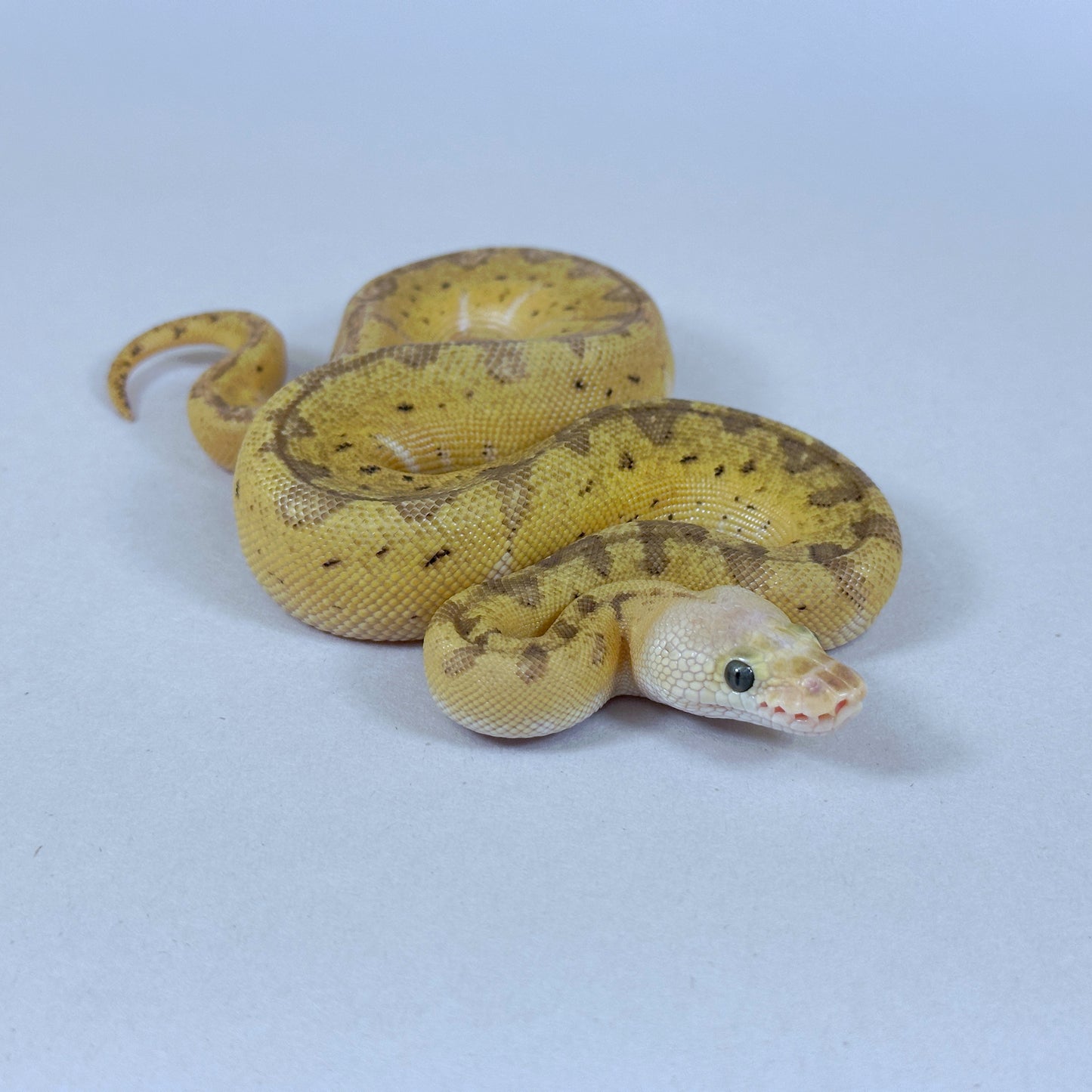 2025 Female Lemon Blast Yellow Belly Clown het Desert Ghost