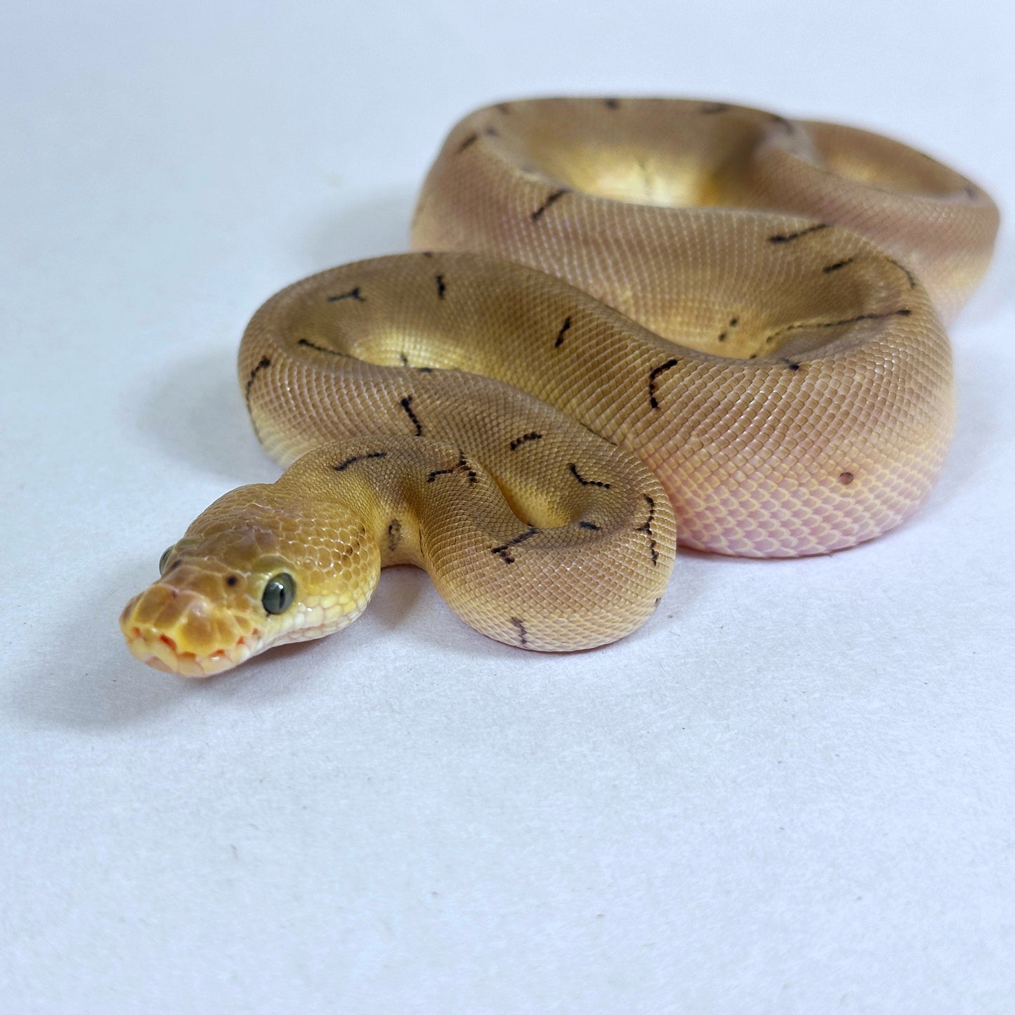 2025 Female Spinner Enchi Clown 100% het Desert Ghost