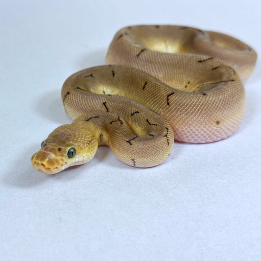 2025 Female Spinner Enchi Clown 100% het Desert Ghost