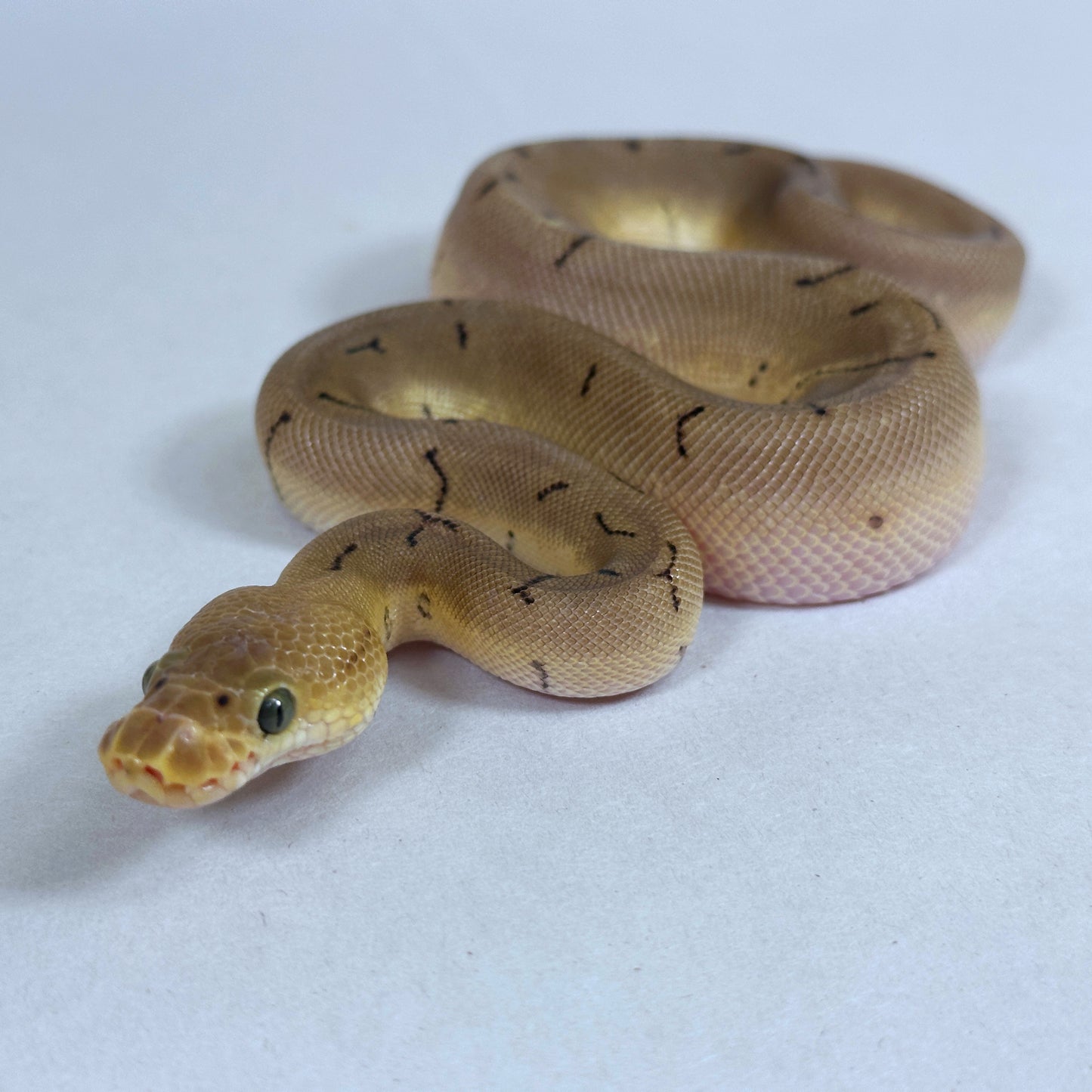 2025 Female Spinner Enchi Clown 100% het Desert Ghost