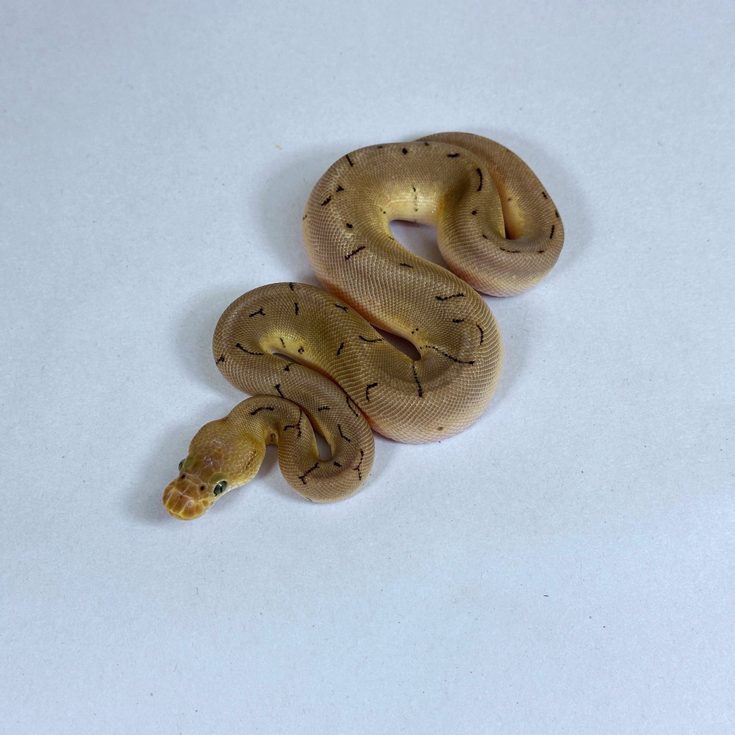 2025 Female Spinner Enchi Clown 100% het Desert Ghost