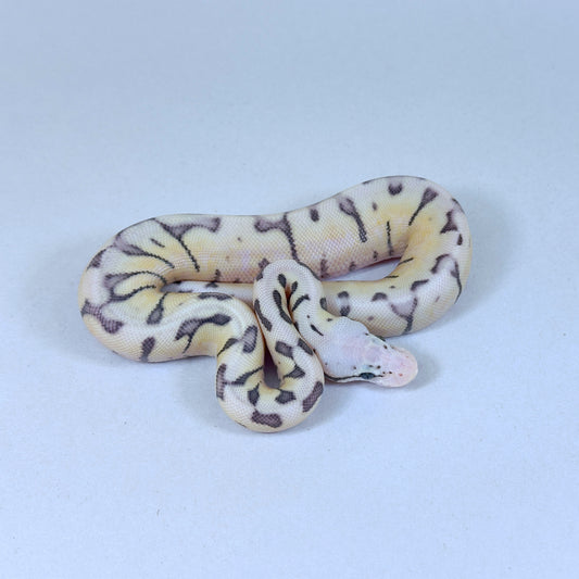 2025 Female Killer Bee Yellow Belly Desert Ghost Het Clown