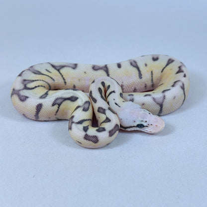 2025 Female Killer Bee Yellow Belly Desert Ghost Het Clown
