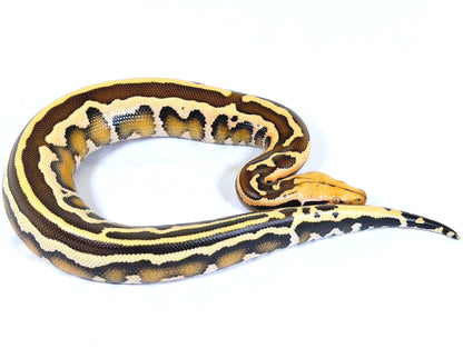 2025 Male Super Stripe Borneo Short Tail Python