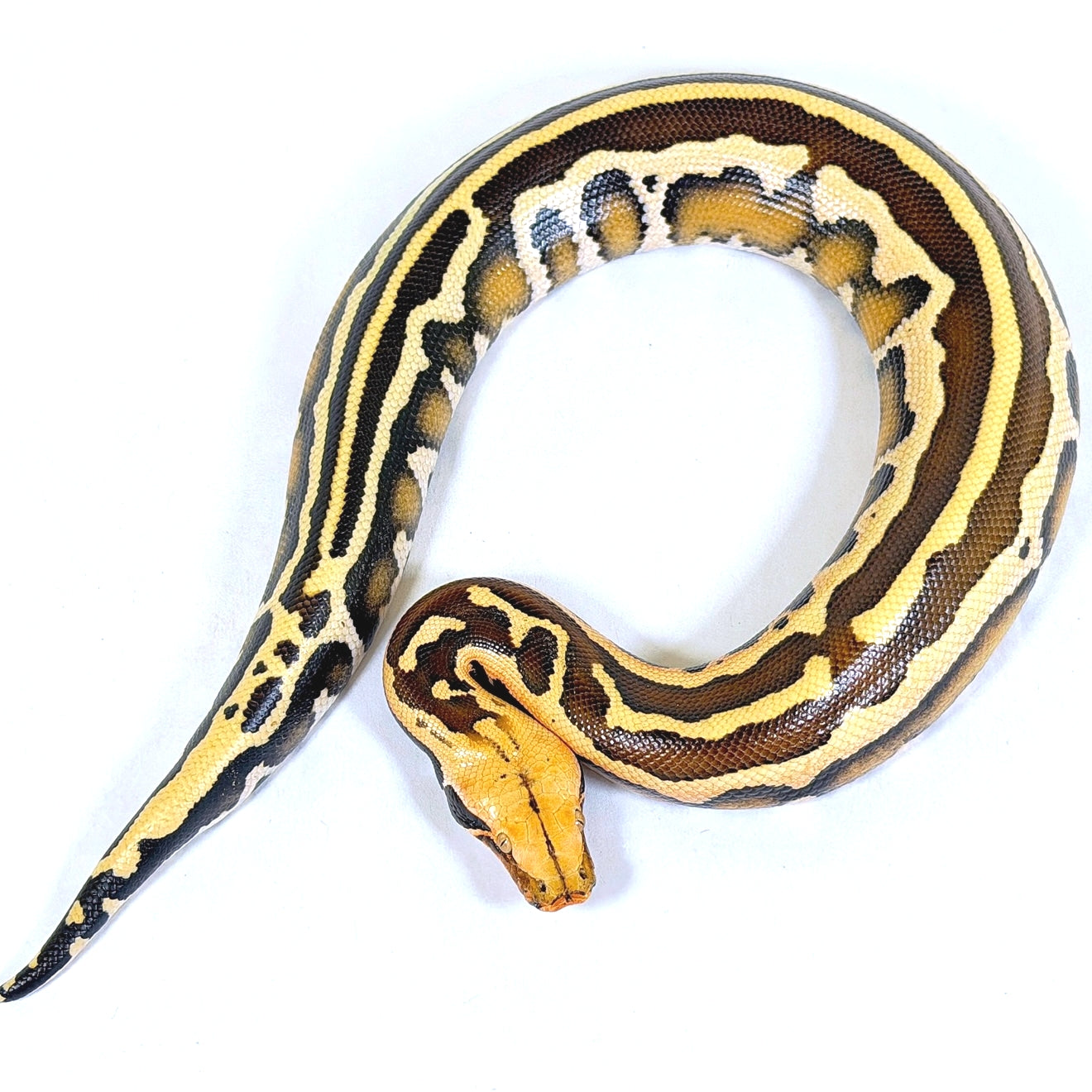 2025 Male Super Stripe Borneo Short Tail Python