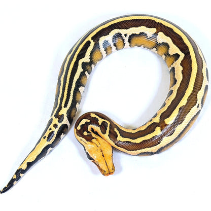 2025 Male Super Stripe Borneo Short Tail Python