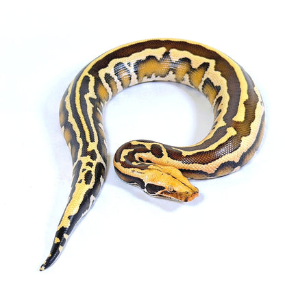 2025 Male Super Stripe Borneo Short Tail Python