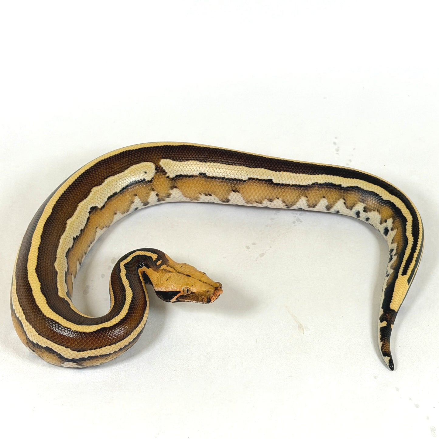 2025 Male Super Stripe Borneo Short Tail Python