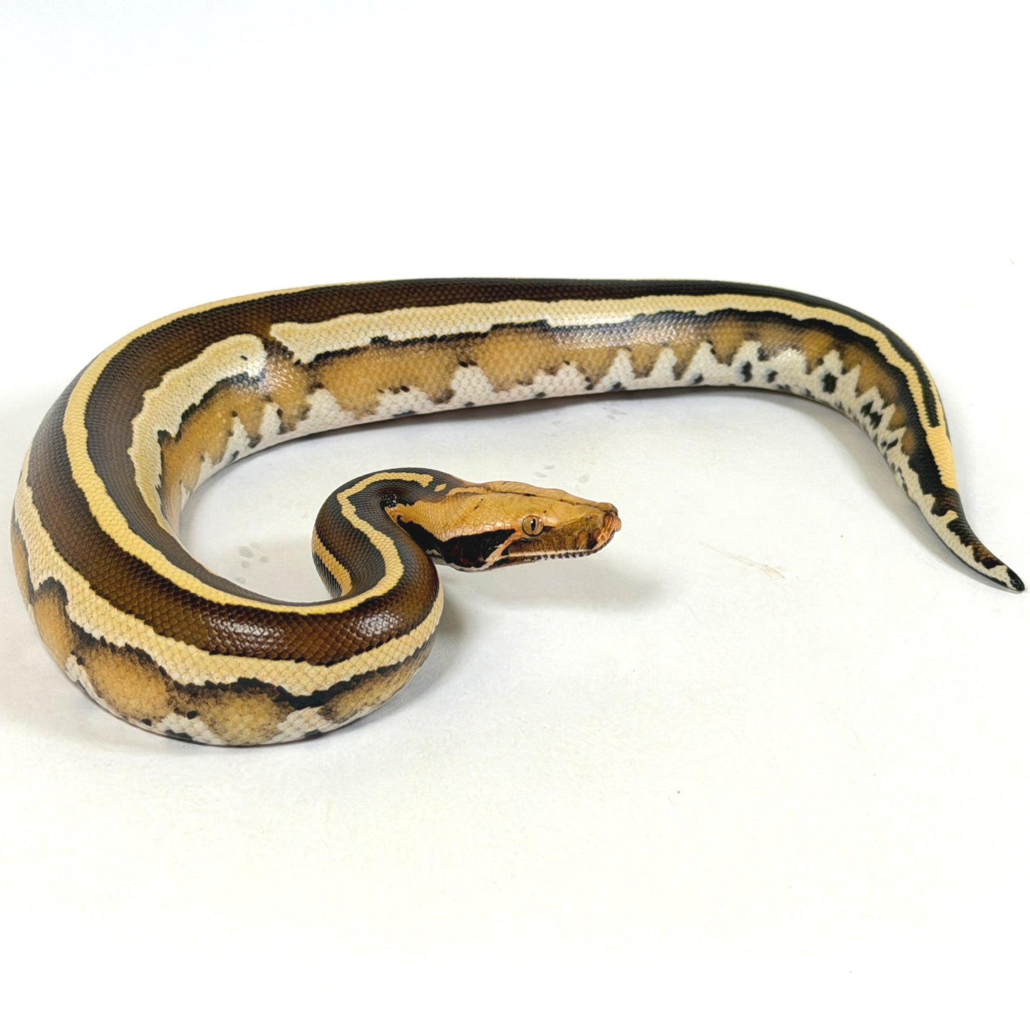 2025 Male Super Stripe Borneo Short Tail Python