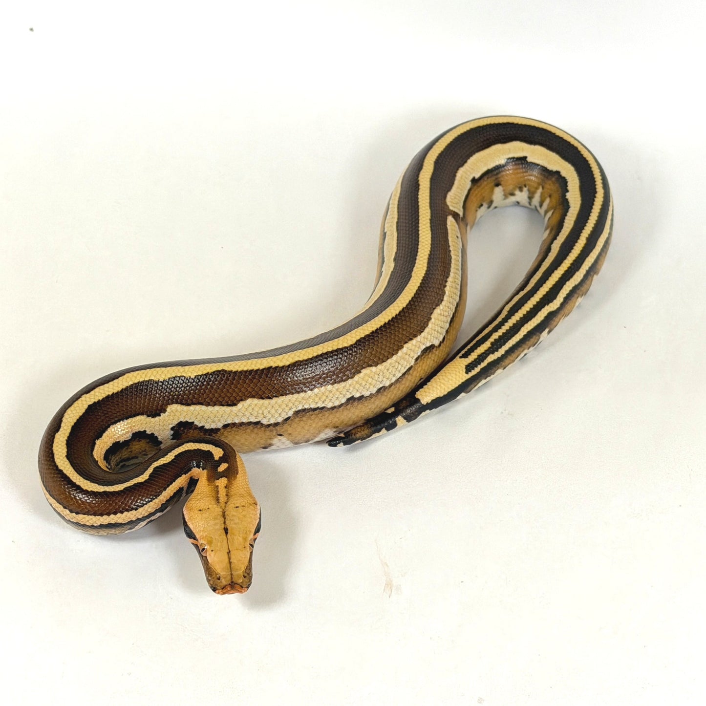 2025 Male Super Stripe Borneo Short Tail Python