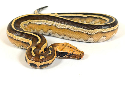2025 Female Super Stripe Borneo Short Tail Python